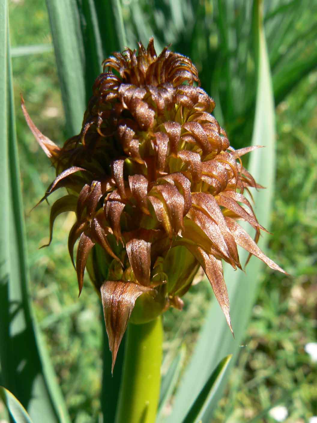 Asphodelus sp.